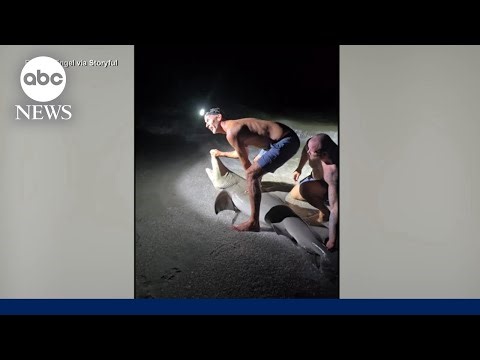 Man bitten while taking photo with shark in Florida