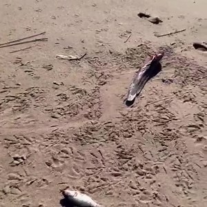 Some of the devastating environmental impact of the riots😢 #Durban please be very careful on our beaches at the moment, especially those in the #Umhlanga #Umdloti area. Unfortunately all the water used to extinguish the chemical fire has found it’s way through our drains and into the lagoon and ocean😢 | What's on Durban