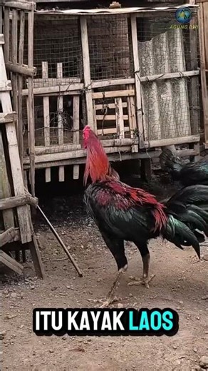 Safe Ways to Treat Colds in Badol Chickens: Natural Remedies & Home Treatments