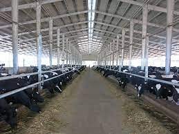 [Hot Item] Light Steel Cowshed/Cattle Farm for Poultry House