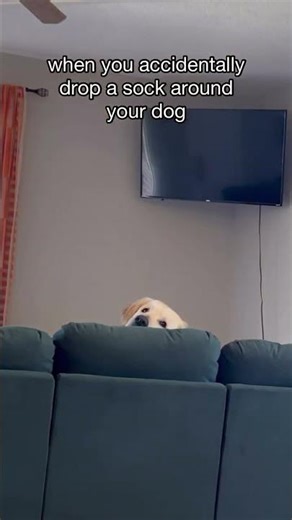 code 2319, I repeat 🧦 #dog #dogs #puppy #goldenretriever #funnydogs #cutedogs