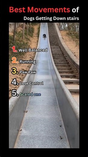 Top 5 Funniest Dogs getting down Stairs 😂🐶 | Dog Fails #shorts #funnydogs #dogfails