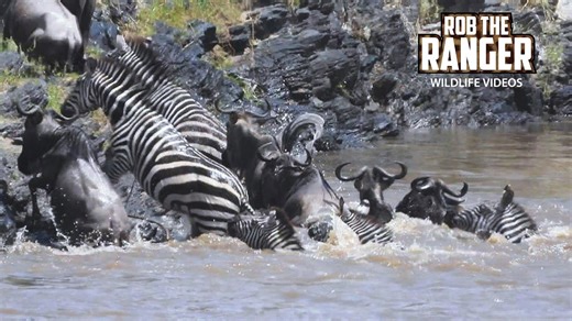 Gnus and zebra cross Mara River during migration frenzy
