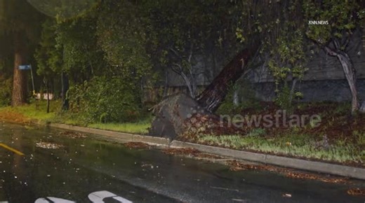 US, Los Angeles: Brentwood Tree Smashes Soundwall Shutting Down 405 Freeway