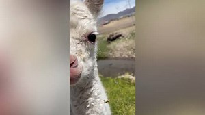 Man Finds Lost Baby Alpaca And Helps It Get Home | Happily TV