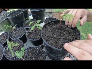How to properly transplant young tree saplings into larger pots