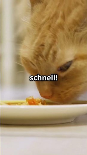 „Katze hat Durchfall? 🚽 So reagierst du richtig!“