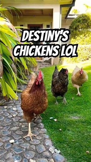 🐔✨ Funny chickens run like dinosaurs lol