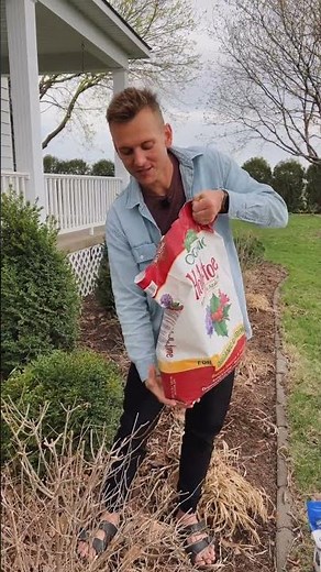 The thing to do now for better hydrangeas!