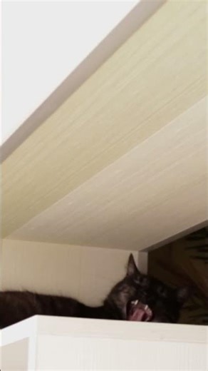 Cat climber #shortvideo