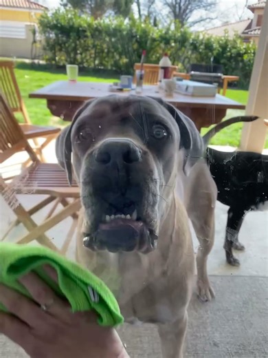 Comment garder des vitres propres ? #canecorso #dog #cutedog #doglove #funnydogs #drôle #shorts
