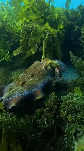 2.9K views · 104 reactions | What's going on here The Giant Cuttlefish is able to change the texture and colour of its skin instantly This results in frequent kaleidoscopic displays Even th #reels | Ocean Kingdom | Facebook