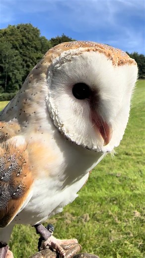 Exploring Billie the Barn Owl's Unique Features