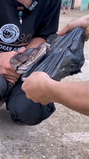 How To Check Python Teeth? #shorts