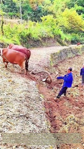 Pulling a Plow Up Terraced Fields: How Oxen Power Prepares Soil for Planting