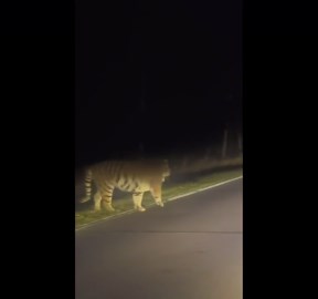 China: Driver Encounters Wild Siberian Tiger on Mountain Road in Jilin