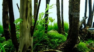 Aquascape Forest Style Stock Footage Video (100% Royalty-free) 29105293 | Shutterstock