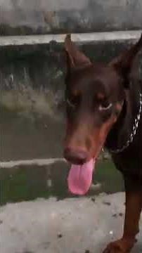 Amazing Mating of doberman dog #13