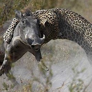 4.1K views · 30 reactions | LEOPARD VS PYTHON MOMENTS  | Give And Take | Facebook