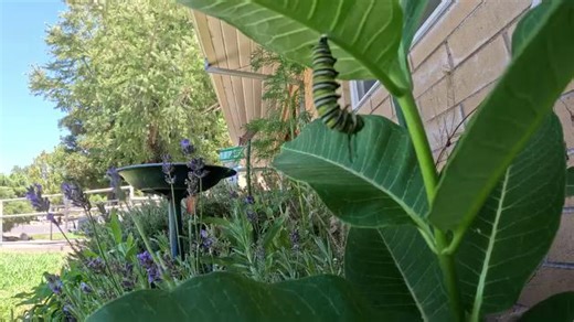 Born. Eat milkweed. Eat more milkweed. Transform into winged royalty. That’s the monarch timeline, and it starts fast. Their eggs hatch in just a few days. Act I: Devour the very leaf they were laid on. Act II: Molt five times and grow like it’s their job (because it is). Act III: Form a chrysalis and hatch about 8 days later as a fully-formed monarch butterfly. Monarchs can’t survive without milkweed. If you plant it, they will come. And they will snack. Video from Coleman National Fish Hatcher