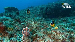 49K views · 2.9K reactions | À la naissance, tous les poissons clowns sont mâles. C'est l'individu dominant qui va, par la suite, devenir femelle pour assurer la reproduction. | Nat Geo Wild France | Facebook