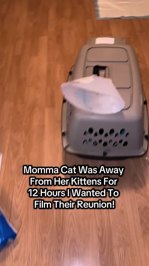 Heartwarming Cat Reunion: Kittens with Their Mama