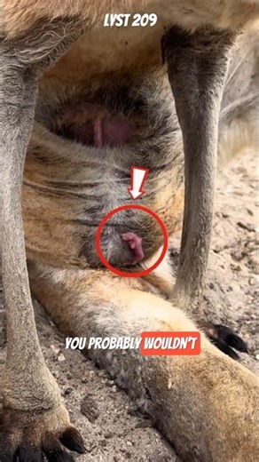 How small is a baby kangaroo? #animals #kangaroo