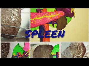 Anatomy of SPLEEN