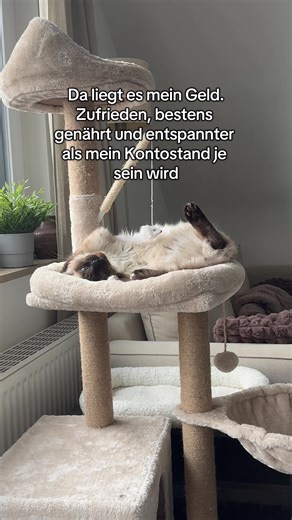Die teuren Katzen: Zufriedenheit in der Heiligen Birmanen-Zucht