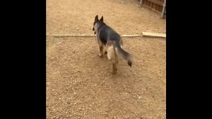 Yeah, Barbie is a smartie girl as well as beautiful. | Lone Star Dog Ranch & Dog Ranch Rescue