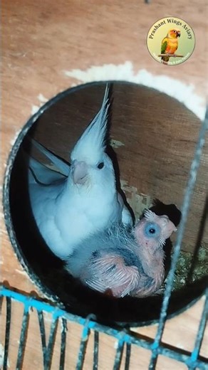 Albino Cockatiel Meets Her New Baby! 🐣 #Birds #Cockatiel #Pets #viral