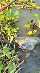 1.9M views · 6.7K reactions | Amazing river fishing technique | MR Fishing Life | Facebook