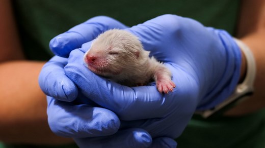Denver Zoo has a new baby otter