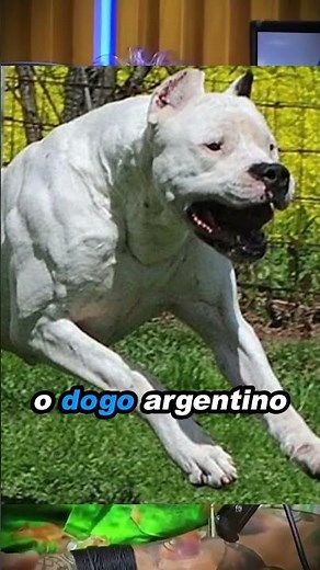The world's best protection dogs 🐶🔥 #animals #dogs #funfacts