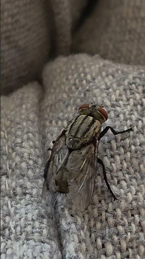 Flesh fly (Sarcophaga spp.). #fly #entomology #nature #wildlife