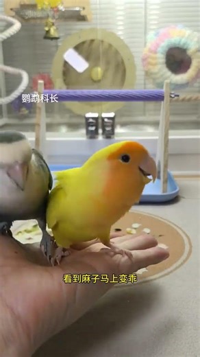 Healthy Parrot Treats: Shell Sesame Seeds for Lustrous Feathers