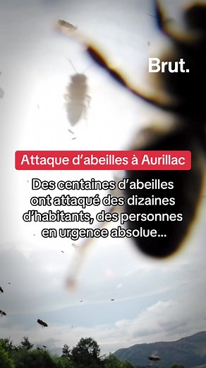 Voici ce que l’on sait sur l’attaque d’abeilles à Aurillac. #aurillac #cantal #abeille #abeilles