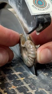 Ancient Ammonite Fossil Cut Open (What’s Inside?!) | Taylor’s Rocksmithery