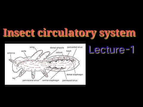 Physiology/ Insect circulatory system- Part-1