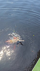 Boto vermelho. | Vambora Amazônia - Visit the Amazon Rainforest
