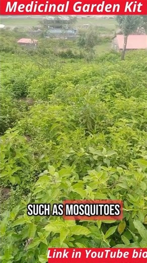 #naturalmedicine #herbalremedies #medicinalplants #herbgarden #organic #wellness