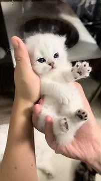 The Most Dramatic Cat Ever 😹