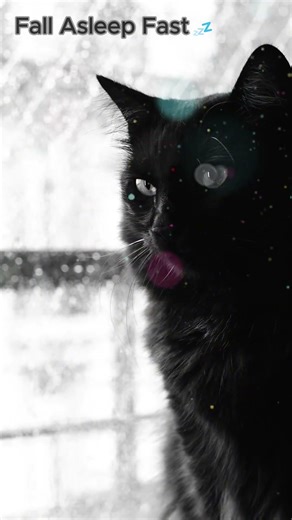 Fall Asleep Fast 💤 Black Cat & Rain ASMR #catpurring #asmr #cat #sleep #relaxing #sleepsounds