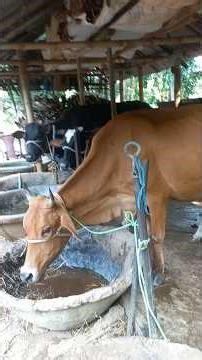 Cows Farm House Design in Rural India #shortvideo