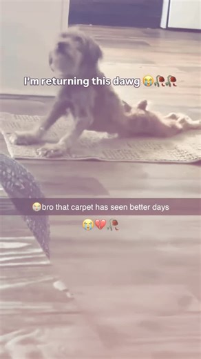 Uncrustamemes on Instagram: "Follow(@uncrustamemes) - 在日本，研究人员正利用智能人行道将日常活动转化为清洁能源⚡。这些道路内嵌特殊的压电材料，可以从行人的脚步中收集动能。当人们行走、奔跑或跳跃时，路面会轻微变形，从而产生机械压力。压电晶体将这种压力转化为电能🪫。这些能量可用于照亮路灯、为公共显示屏供电，甚至监测行人流量。 这种技术不仅减少了能源浪费，还展示了未来城市的无限可能🌍。在东京、京都等城市的试验区，人们的每一步都在为绿色地球贡献力量💚。科技让生活更环保，也让每一个脚步更有意义✨ #日本 #科技 #创新 #可持续 #绿色能源 未来城市 环保 知识 事实 推荐 你知道吗 技术 实验 热门"