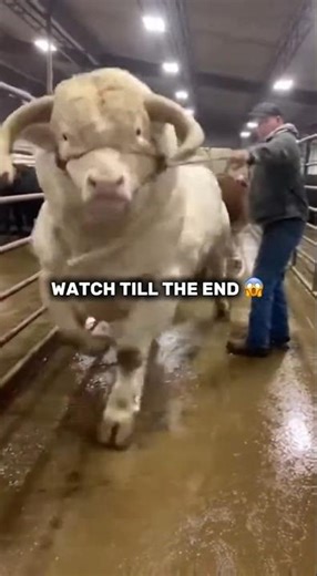 A GIANT White Bull vs One Calm Farmer 🐂