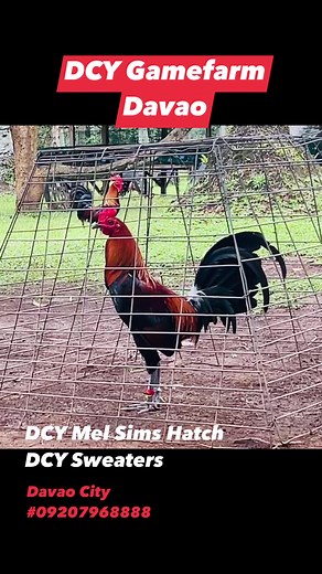 Our signature lines for almost 2 decades…. DCY Sweaters and Mel Sims Hatches from SF…. #tatakdcy #egg1000 #VITMINPRO #5ksweater #melsimshatch | Bryan L. Yap