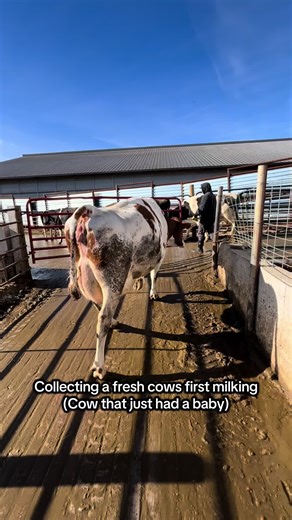 Collecting Colostrum from Fresh Calf's First Milking