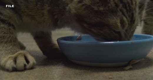 Lincoln County Humane Society looking for foster homes ahead of kitten season