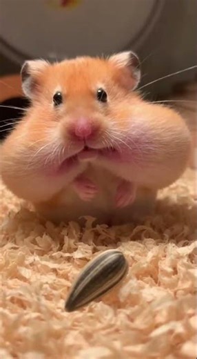 Hamster Overstuffs Cheeks Regret